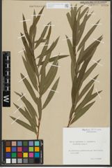 Foto von Salix purpurea L. x Salix viminalis L.